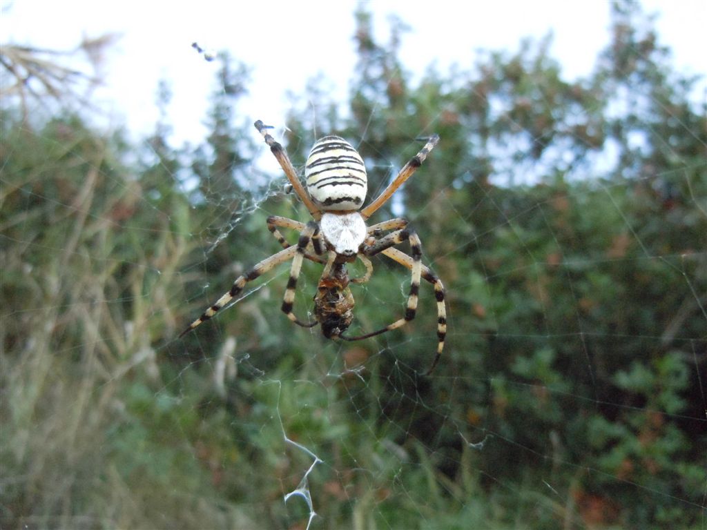 Argiope bruennichi + Argyrodes + dittero scroccone